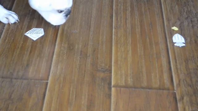 ПРОГНОЗ ОТ БУЛЬДОГА ПОБЕДИТ АТЛЕТИКО МАДРИД. В МАТЧЕ МОНАКО - АТЛЕТИКО МАДРИД. смотреть онлайн