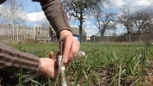 Моя прививка яблони и сливы в расщеп