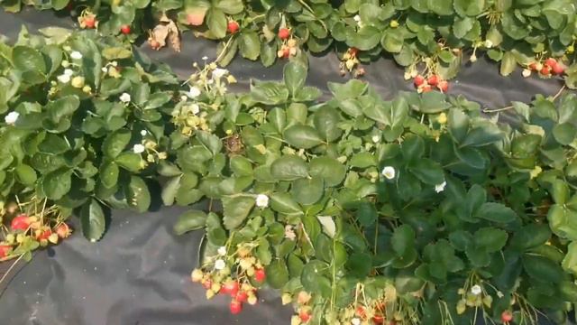 Фенг сянг. Самый потрясающий работоспособностью и вкусом сорт.