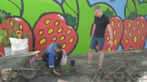 Как подготовить грунт для голубики?