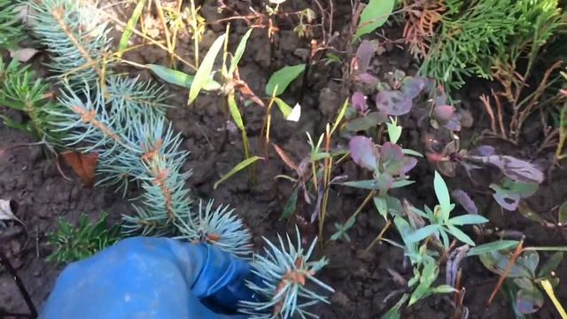 Часть 2. Укоренение зелёных черенков хвойных растений. Эксперимент ? Пихта корейская и Ель голубая