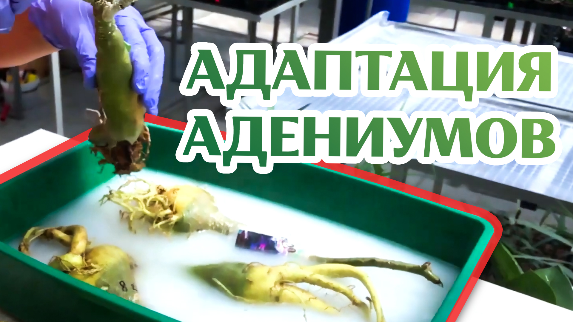 Как Адаптировать Импортные Адениумы смотреть онлайн