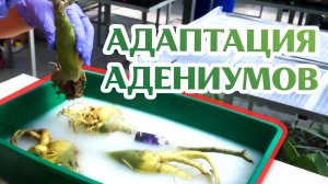 Как Адаптировать Импортные Адениумы