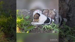 Щенки русской пегой гончей от рабочих родителей