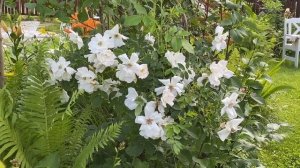 Роза Morden Snow Beauty канадской селекции