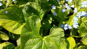 #бруннера #синийцветник / Бруннера(лат. brunnera sibirica)  сибирская для синего цветника