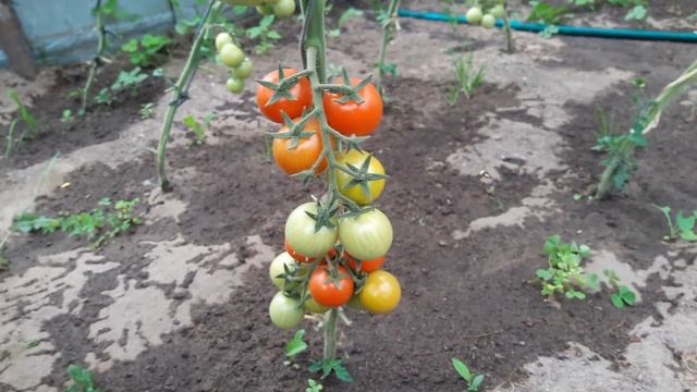 Томаты черри, которые меня удивили! смотреть онлайн