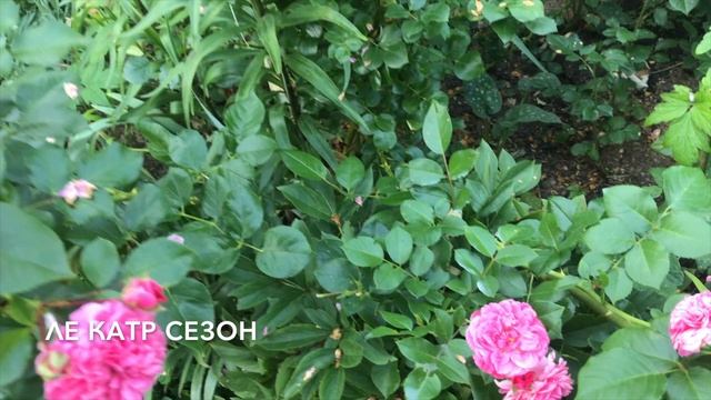 Rose//Обзор почвопокровных роз в моем саду. смотреть онлайн