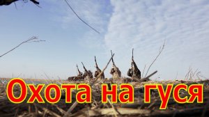 Охота на гуся #7 в Волгоградской области