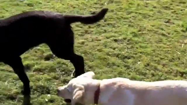 My Beautiful Chocolate Labrador - Samba смотреть онлайн