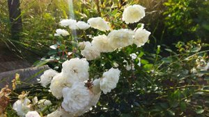 Почвопокровная роза Свани (rose Swany) описание сорта, мои впечатления от розы, 22.07.2022