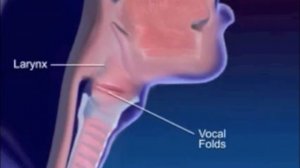 Дыхательная система человека. Анатомия