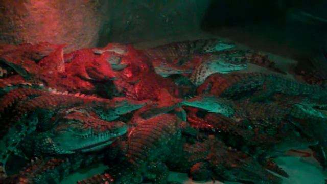 Песенка красной шапочки. Крокодилы смотреть онлайн