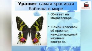 Интересные факты о бабочках