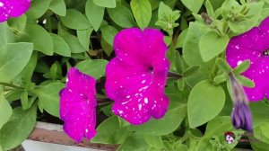 24 июля 2022г.Ревизия цветников после длительного дождя.