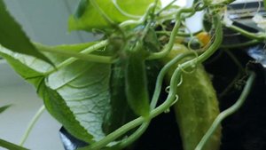 Больше руки не буду за него чесать.Болезный комнатный на подоконнике.Огурец Окошко F1