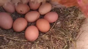 Курица-молодка в мороз села на яйца.