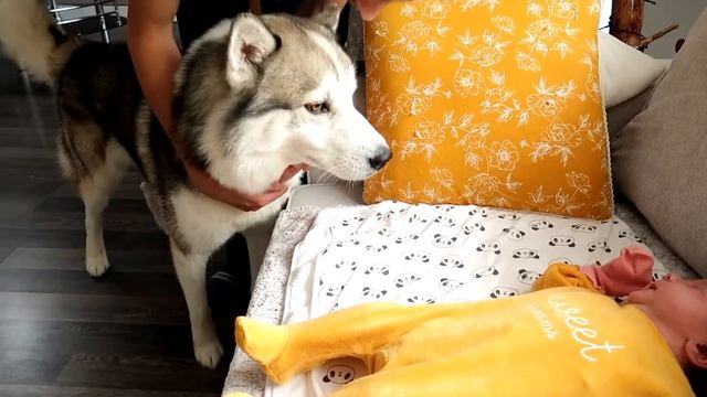 ВОЗВРАЩЕНИЕ ДОМОЙ | РЕАКЦИЯ ХАСКИ НА НОВОРОЖДЕННОГО смотреть онлайн