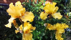 Ирисы и лилейники.