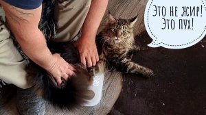 Вешаем кошку Морошку в граммах! Сколько в кошке тяжелоты, а сколько легкоты?