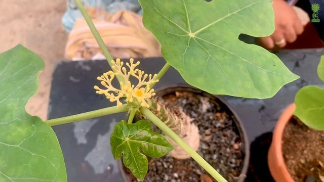 Jatropha Podagrica “Tanzania” Yellow Flowers (Cactus and Succulents) смотреть онлайн
