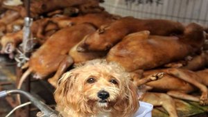 В КИТАЕ ЗАПРЕТЯТ ПРОДАВАТЬ КОШЕК И СОБАК