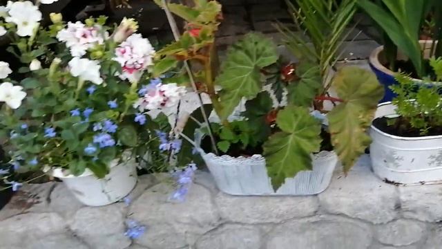 Цветение РОЗ, гладиолусы в кашпо, ПЕТУНИИ после ливня 1.7 смотреть онлайн
