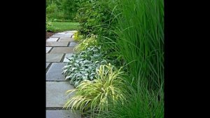 ХАКОНЕХЛОЯ  (HAKONECHLOA)  сем. Злаки