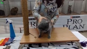 Злой ИСПУГАННЫЙ Британец - ОЧЕНЬ Шикарный Кот Окрас ГОЛУБОЙ | Породы КОШЕК