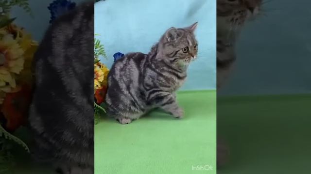 Шотландский котенок из питомника Чесвет Лайн