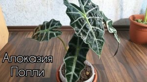 Обзор комнатных цветов от Натальи, самые красивые домашние цветы фото и названия
