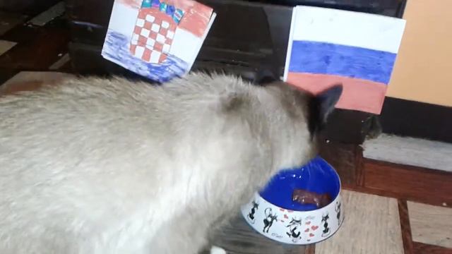 Это сенсация!! Кот предсказывает победу России над Хорватией смотреть онлайн