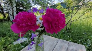 "Свиточ" пион - Горобец, 1989 г.  "Svitoch"  peony