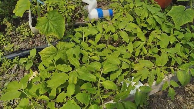 Идеальная бутылка для полива рассады. Лайфхак за 5 секунд. смотреть онлайн