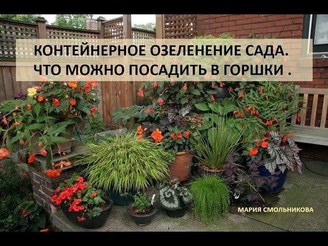 Контейнерное озеленение сада . Что можно посадить в горшки.