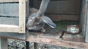 КРОЛИКИ ФЛАНДР  | ИТОГИ УХОДЯЩЕГО 2023 ГОДА | ЗАТРАТЫ И ДОХОД НА КРОЛИКОВ ЗА ВЕСЬ 2023 ГОД