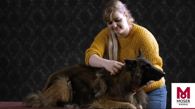 Как безопасно удалить подшерсток | MOSER Animal