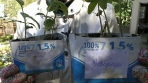 Высаживаю клумбу букетной посадки