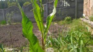 Многолетний Шпинат Утеуша- без вредной щавелевой кислоты, как обычный шпинат и щавель.