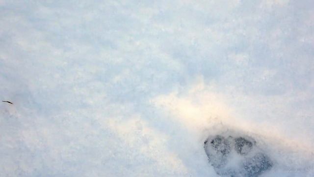 Следы зверей ВОЛК - GRAY WOLF смотреть онлайн