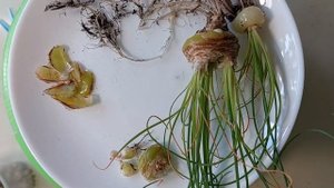 Пересадка и деление луковицы альбуки спиральной Albuca spiralis