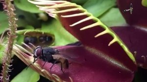 Вене́рина мухоло́вка (лат. Dionaea muscipula) / Полное видео