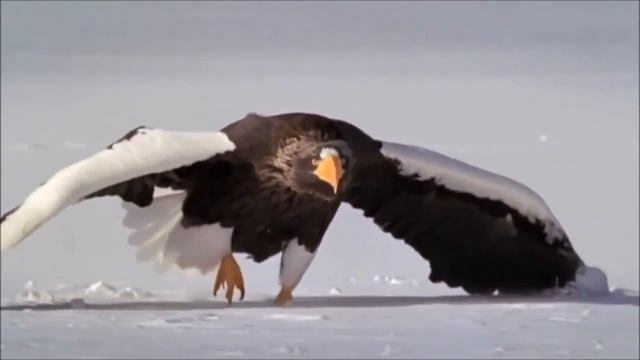 Armand Amar & Gombodorj Byambajargal ~ Home смотреть онлайн