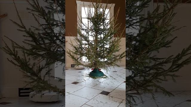 robot vacuum cleaner vs christmas tree