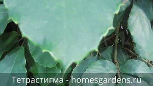 Тетрастигма или комнатный виноград