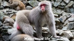 ЯПОНСКАЯ МАКАКА?/Животные life/Приматы/Животные/Интересные факты