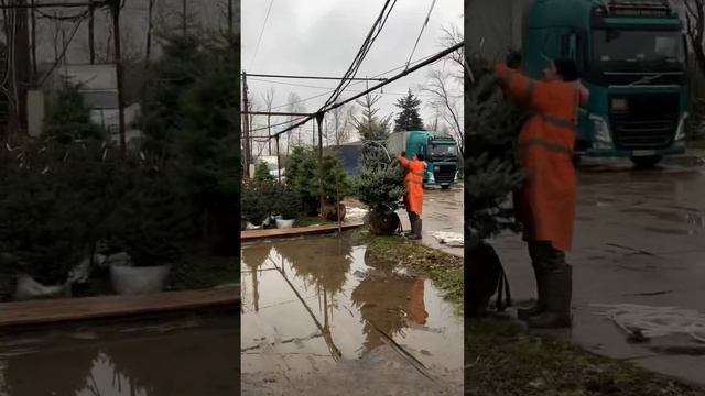 ЕЛЬ КОЛЮЧАЯ «ЭДИТ». САМАЯ МОРОЗОСТОЙКАЯ ❄️(подробности в нашем тг-канале, в шапке профиля)