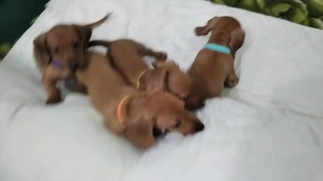 Щенки таксы мини в 2 месяца смотреть онлайн