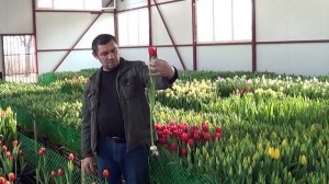 Выгонка тюльпанов , дам дельные советы 8 918 481 61 40.