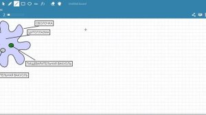 Амеба обыкновенная движение питание дыхание